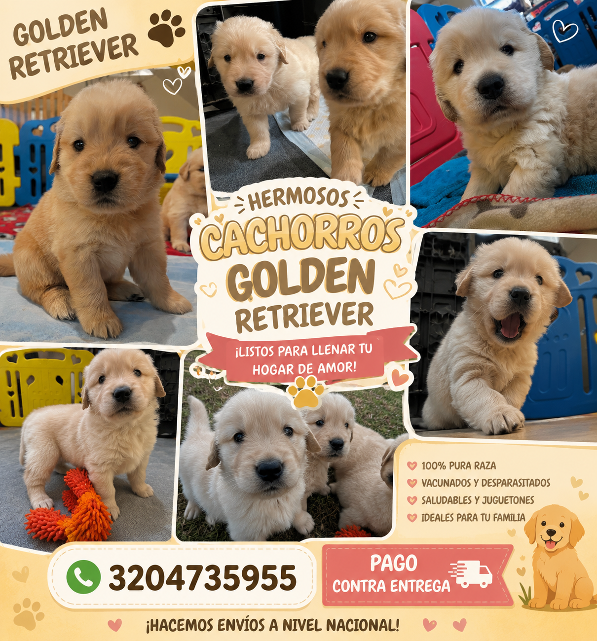 Cachorro Golden Retriever