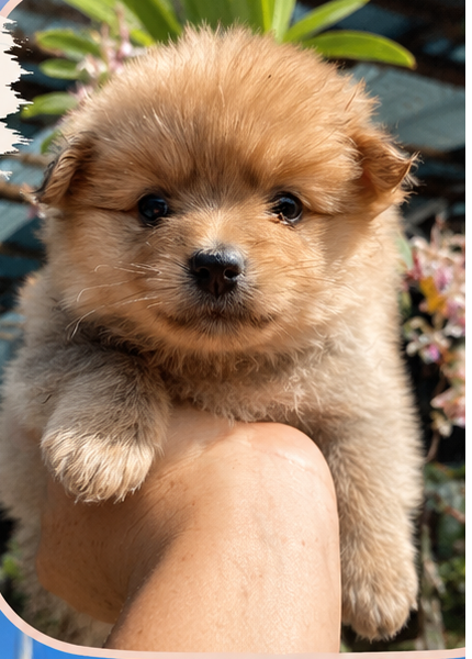 Pomerania Cara de Oso