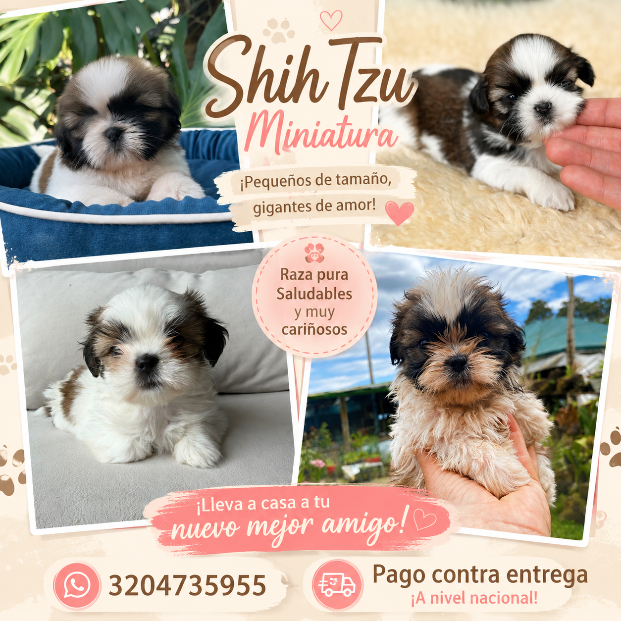 Shih-Tzu Mini